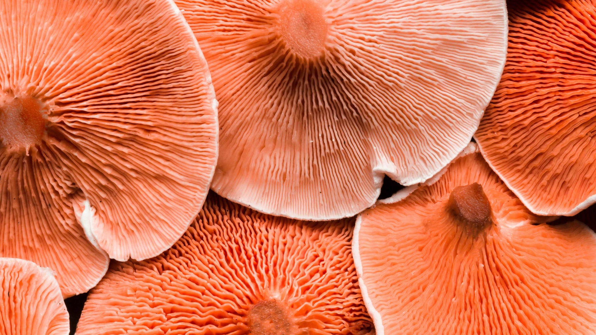 Vitalpilze und ihre beeindruckende Wirkung auf die Darmgesundheit